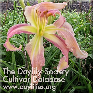 Daylily Lily Munster