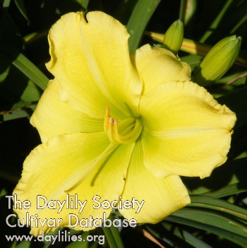Daylily Lime Crepe