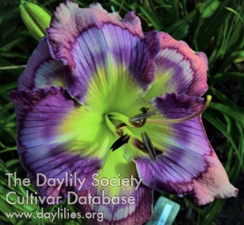 Daylily Limitless