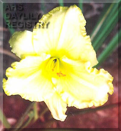 Daylily Lincoln Max