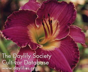 Daylily Linda's Lavender Treasure