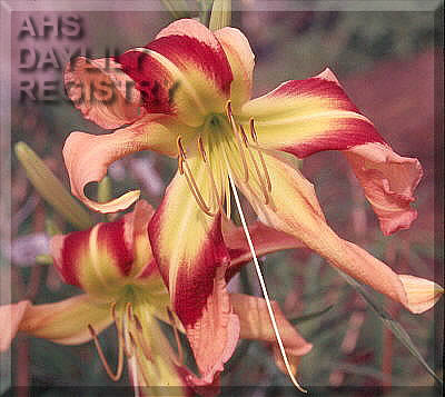 Daylily Line Dancer