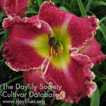 Daylily Lipstick and Pearls