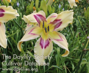 Daylily Listen to Me