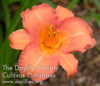 Daylily Little Bee