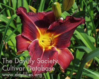 Daylily Little Prince Perry