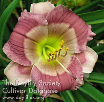 Daylily Little Crooner