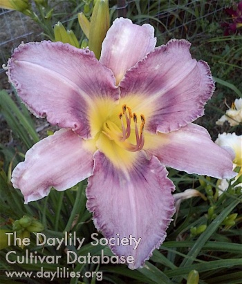 Daylily Little Dragon on the Prairie