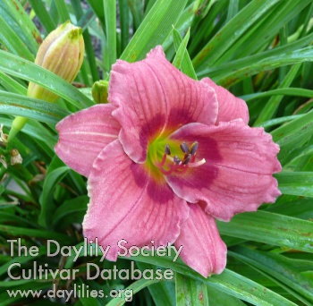 Daylily Little Maggie
