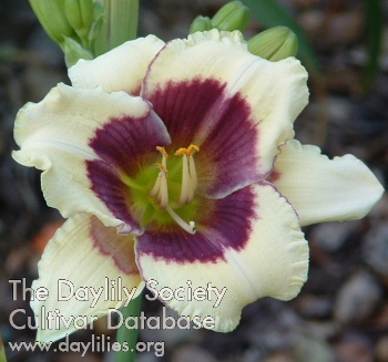 Daylily Little Spell Caster