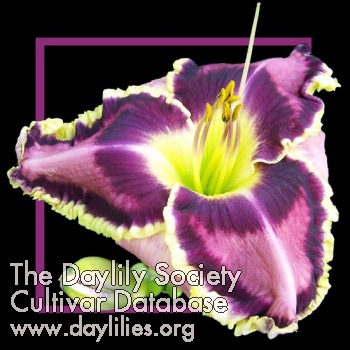 Daylily Living Legend