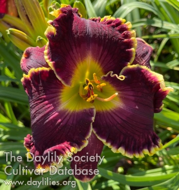 Daylily Lloyd and LaVerne's Love