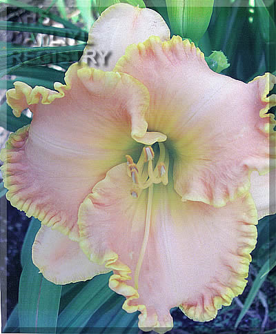 Daylily Londonderry Town