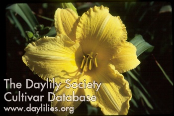 Daylily Look