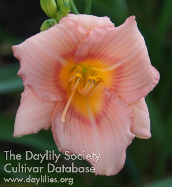 Daylily Look at Me