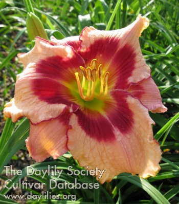 Daylily Loose Cannon