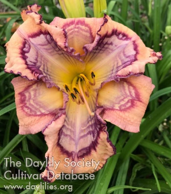 Daylily Lord of Creation