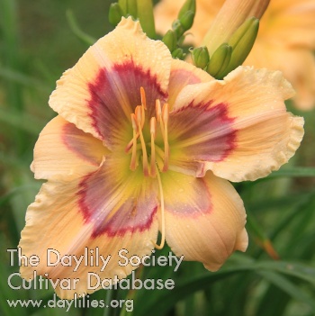 Daylily Lost Cove Mountain Memories