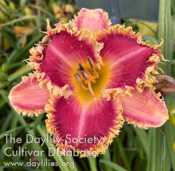 Daylily Lots of Loose Ends