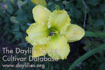 Daylily Louise Hay Memorial