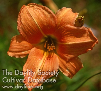 Daylily Louise Talley