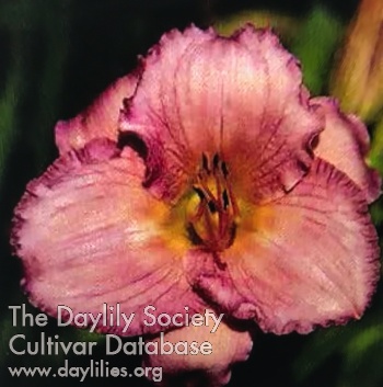 Daylily Love Connection