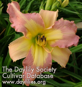 Daylily Love Comforts the Soul