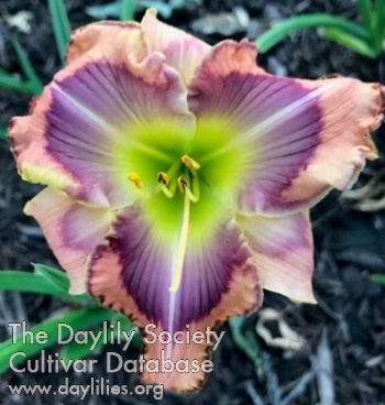 Daylily Love Is Stronger than Death