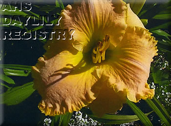 Daylily Love for Ruthie and Bill