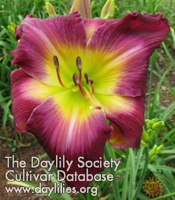 Daylily Lovely Miss Laucius