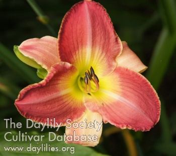 Daylily Love or Else
