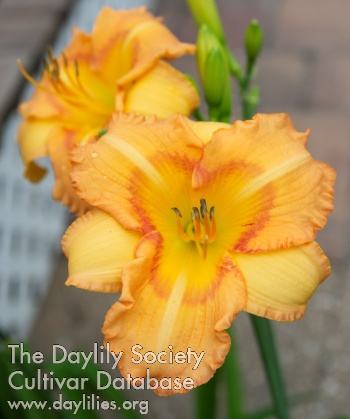 Daylily Lucille Boswell