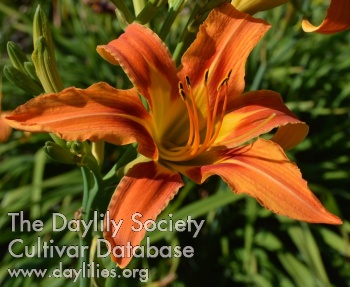 Daylily Lustrous