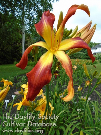 Daylily Labelle Mamarusse