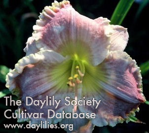 Daylily Laced with Intrigue