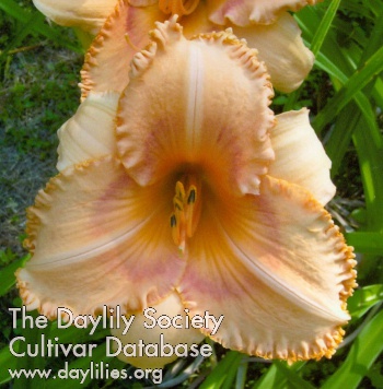Daylily Lady Lucille