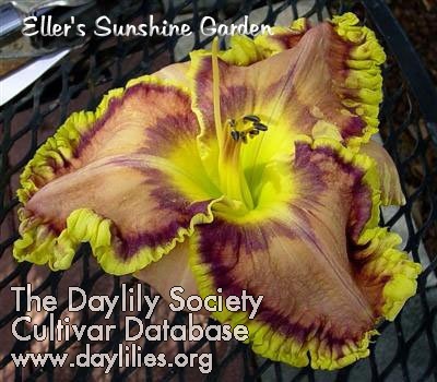 Daylily Lame Duck