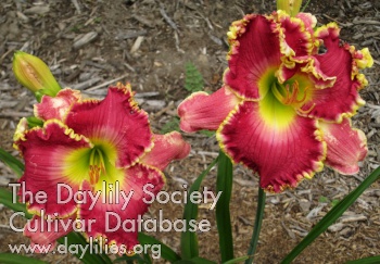Daylily Laura's Sweetest Pink