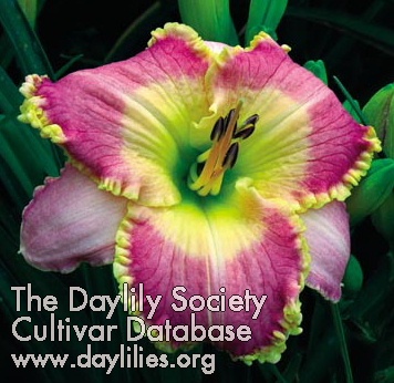 Daylily Lavender Perfection