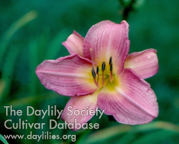 Daylily Lavender Image