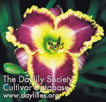 Daylily Leaving Me Breathless