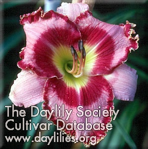 Daylily Ledgewood's Ring of Fire