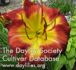 Daylily Les Becquets