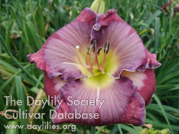Daylily Let the Sea Resound