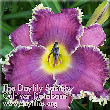 Daylily Liege and Lief