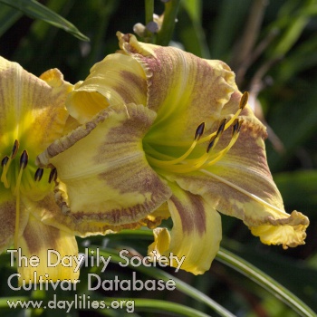 Daylily Light in August
