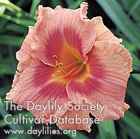 Daylily Lilly and Petals