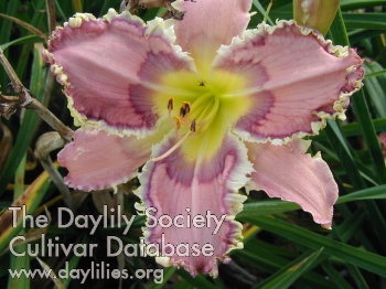 Daylily Lily Among Thorns
