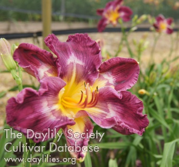 Daylily Lily Farm Grape Ape