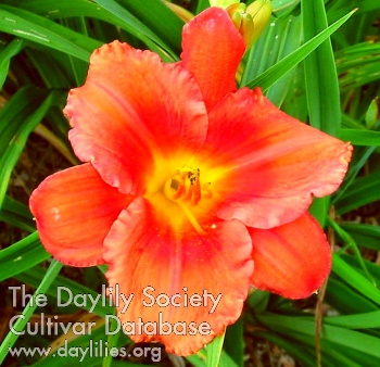 Daylily Lingering Embers